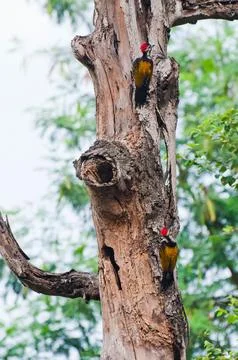 Woodpecker Stock Photos