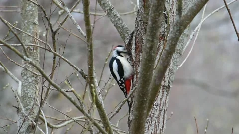 A woodpecker is picking at the bark of a tree, eating insect larvae Video stock 175362286