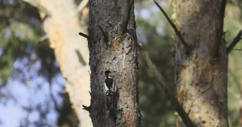 Woodpecker on a pine tree, 4K slomo Stock Footage 237466830