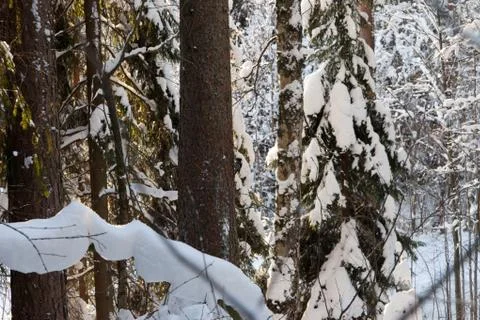 A woodpecker on a pine tree Stock Photos