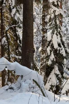 A woodpecker on a pine tree Stock Photos