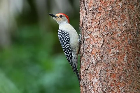 Woodpecker on a pine tree Stock Photos