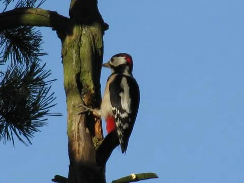 Woodpecker on pine tree Stock Photos