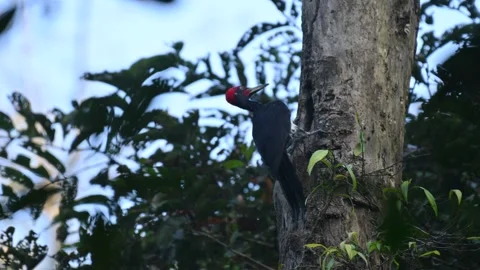 Woodpecker with Red Crest Perched on Tree Trunk in Forest Canopy Stock Footage 345702008