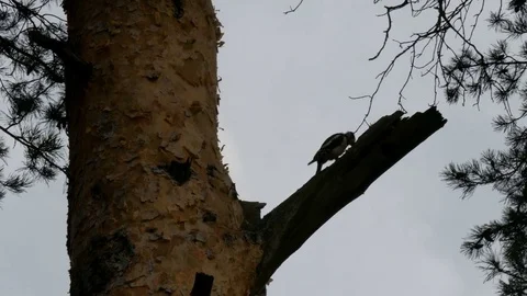 Woodpecker sits on a branch Video stock 80149080