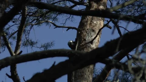 A woodpecker sits on a tree and gets food. in the morning in the forest Stock Footage 149232736