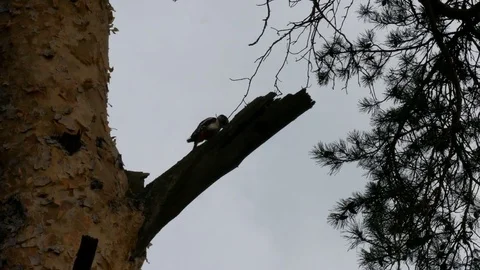 Woodpecker sits on a tree and knocks 스톡 동영상 80147820