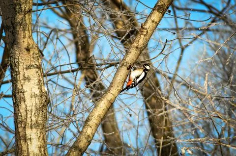A woodpecker sits on a tree branch Stock Photos