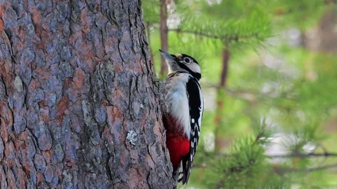 Woodpecker sitting on a pine trunk. Video stock 105155883