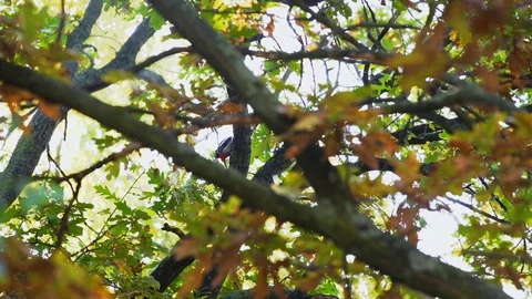 Woodpecker sitting in a tree Stock Footage 93542997