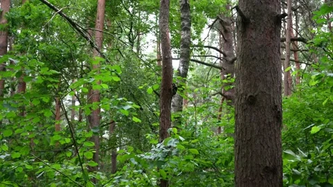 The woodpecker is sitting on the tree. Stock Footage 160010268