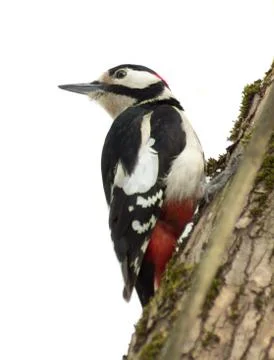 Woodpecker sitting on a tree trunk. Foto stock