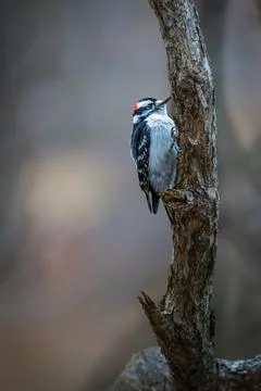 A woodpecker with a striking red patch on its head perches on the side of a.. Stock Photos
