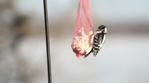 Woodpecker on Suet Feeder Video stock 56712593