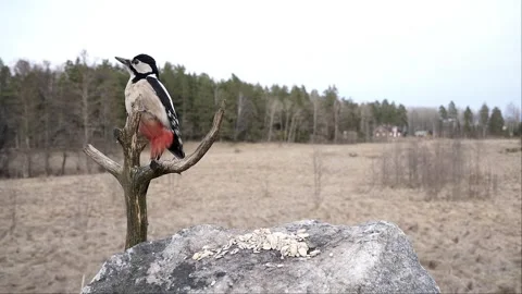 Woodpecker takes off. Stock-Footage 295820823