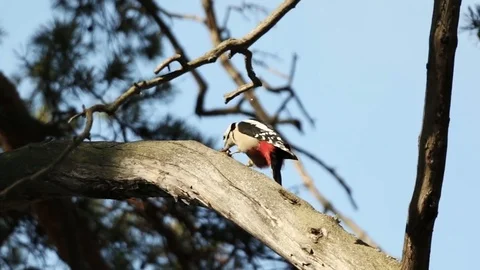 Woodpecker is tapping his beak on a tree branch Stock Footage 81116230