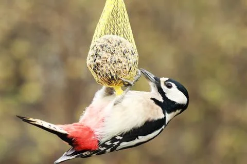 Woodpecker on a tit dumpling Stock Photos
