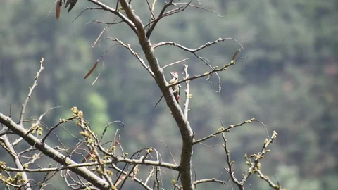 A woodpecker on tree branch Stock Footage 273494085