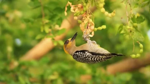  Woodpecker on Tree Branch Stock Footage 323143397