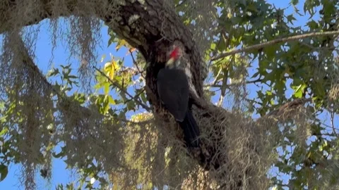 Woodpecker in tree in Central Florida Stock Footage 346883699
