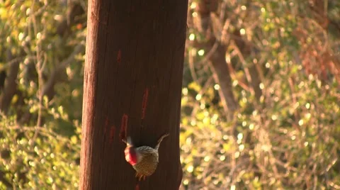 Woodpecker on a tree, close up Stock Footage 8572115
