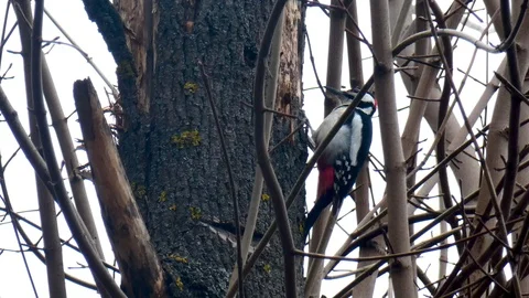 Woodpecker on a tree. Close up. Stock Footage 105145190