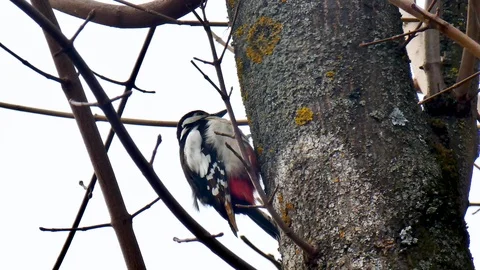 Woodpecker on a tree. Close up. Stock Footage 105145381
