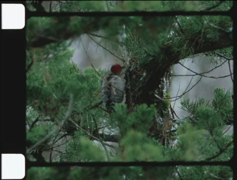 Woodpecker on tree on a cloudy / rainy day, film frame, bird (16mm, Ektachrome) Stock Footage 254405728