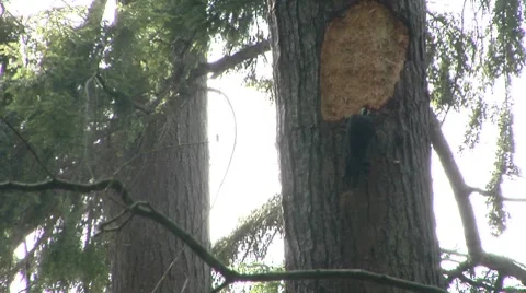 Woodpecker in a tree Stock Footage 8677985