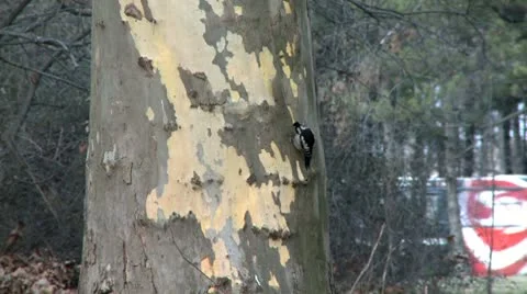 Woodpecker on a tree Video stock 10678999
