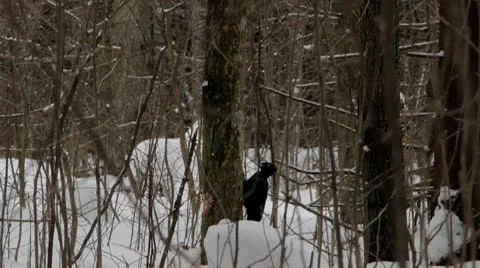 Woodpecker on a tree Video stock 22418750