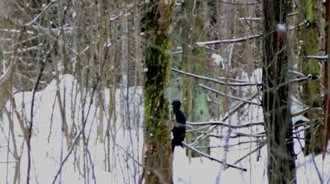 Woodpecker on a tree Stock Footage 22607791