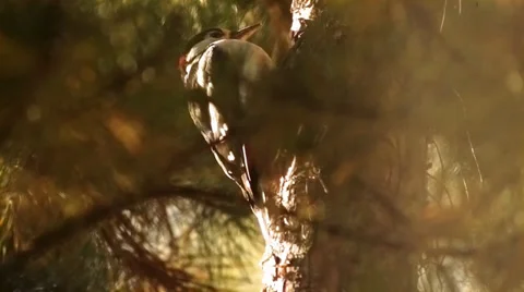Woodpecker on a tree Stock Footage 29519717