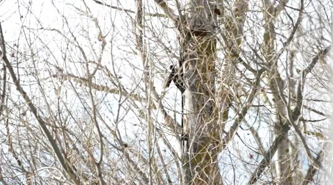 Woodpecker is on the tree. Stock Footage 46959103