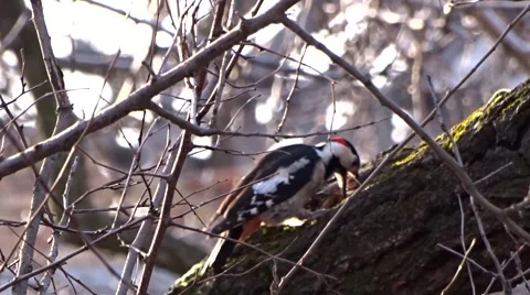 Woodpecker on a tree Video stock 47729522