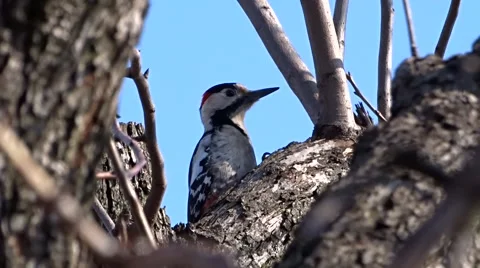 Woodpecker on a tree Video stock 47729533