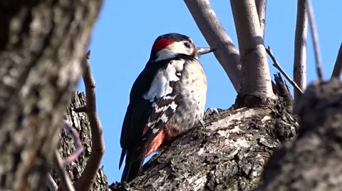 Woodpecker on a tree Stock Footage 47729539