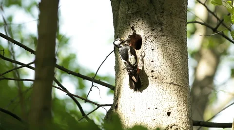 Woodpecker on the tree Stock Footage 48329827
