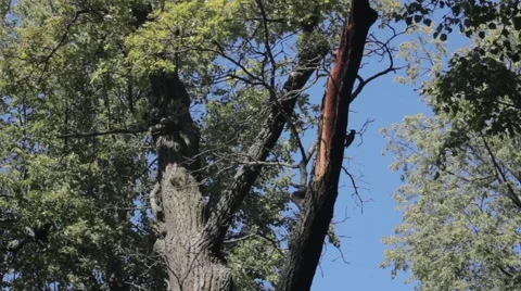 Woodpecker on a tree 스톡 동영상 53796888