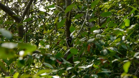 Woodpecker on Tree Stock Footage 55198804