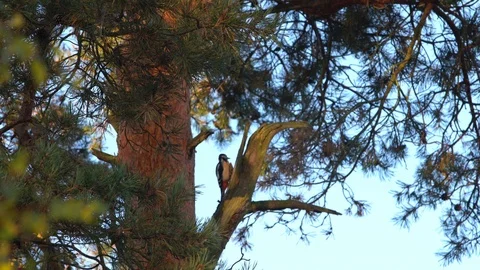 Woodpecker on an tree Stock Footage 95821993