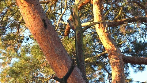 Woodpecker on an tree Stock Footage 95822001
