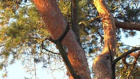 Woodpecker on an tree Stock Footage 95822004