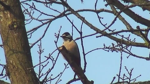 Woodpecker in the tree Stock Footage 96993490