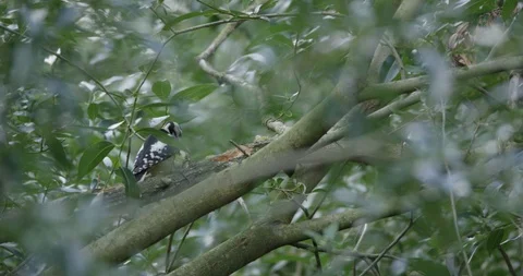 Woodpecker at a tree Video stock 102946139