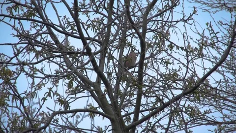 Woodpecker on the tree Video stock 106635494