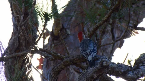 Woodpecker in a tree Stock Footage 108516833