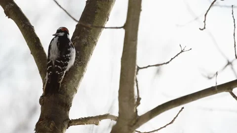 Woodpecker in a Tree Stock Footage 235003709
