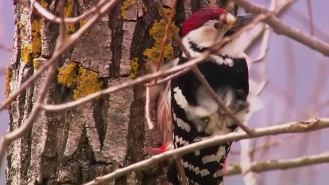 Woodpecker on Tree Stock Footage 323139125