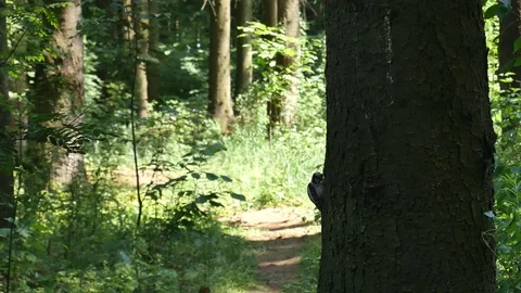 Woodpecker on a tree in the forest 스톡 동영상 116659815